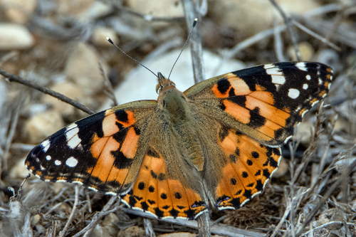 Painted Lady