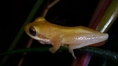Chiromantis nongkhorensis observed 2026-09-13