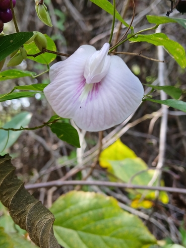 Centrosema arenicola, photograph 2