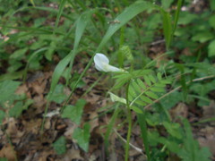 Vicia hybrida