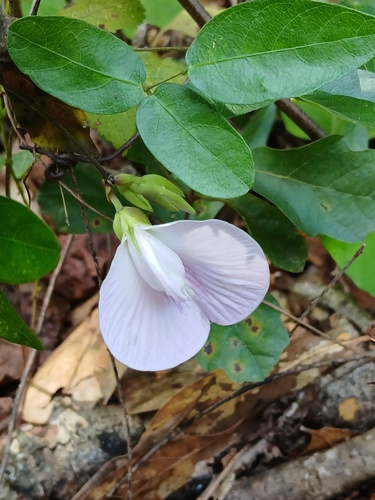 Centrosema arenicola, photograph 5