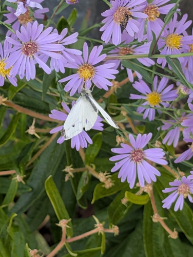 Small White