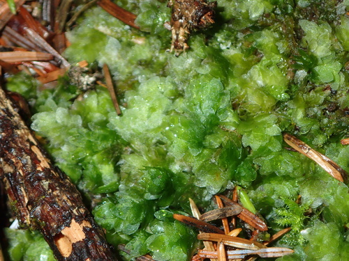 Shining Hookeria