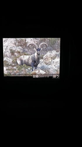 Iberian Ibex