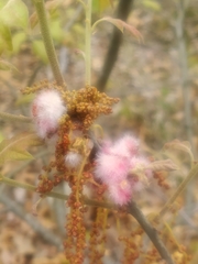 Callirhytis quercusoperator