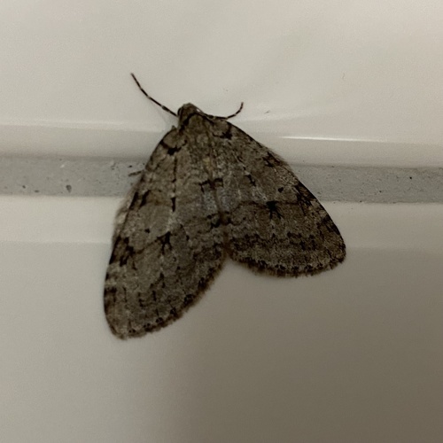 Autumnal Moth