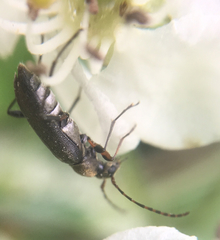 Grammoptera ruficornis