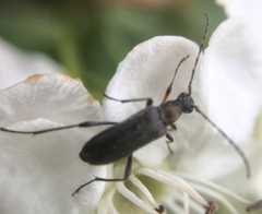 Grammoptera ruficornis