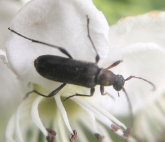 Grammoptera ruficornis