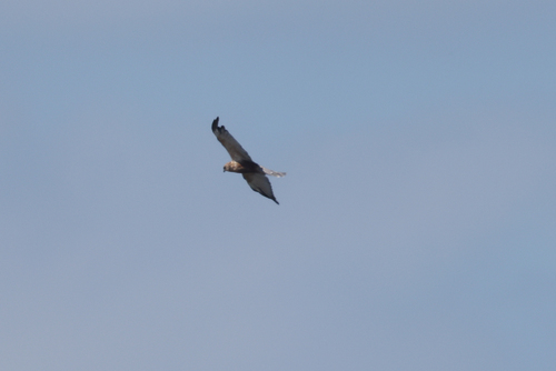 Western Marsh Harrier