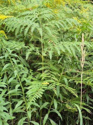 common bracken