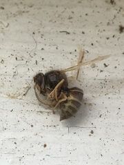 Media resource of Dolichovespula norvegicoides