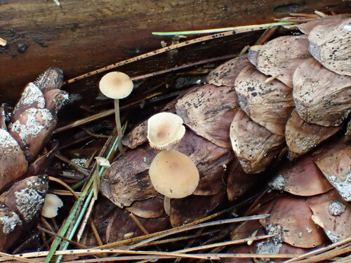 Conifercone Cap