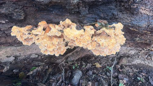 chicken of the woods