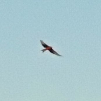 Red Kite