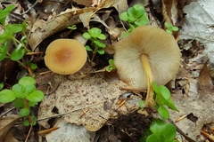 Gymnopus earleae