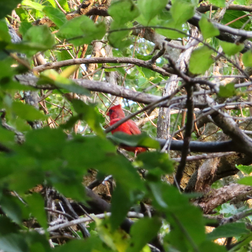 Northern Cardinal