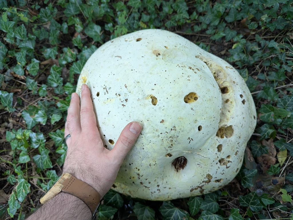 giant puffball · September 2026 · photo: Photo: no rights reserved · iNaturalist