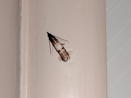 Indian-Meal Moth