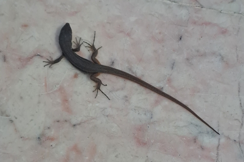 Large Psammodromus