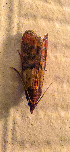 Indian-Meal Moth