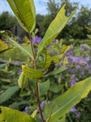 Monarch