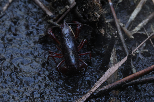 Red Swamp Crayfish