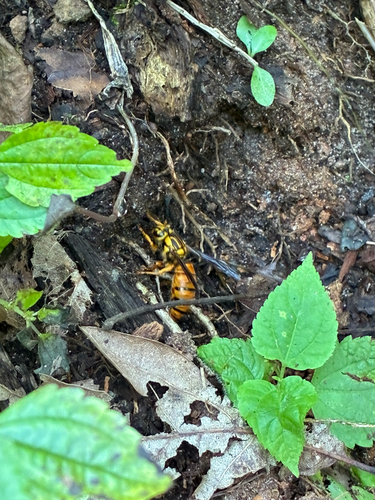 Southern Yellowjacket