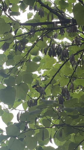 American Redstart