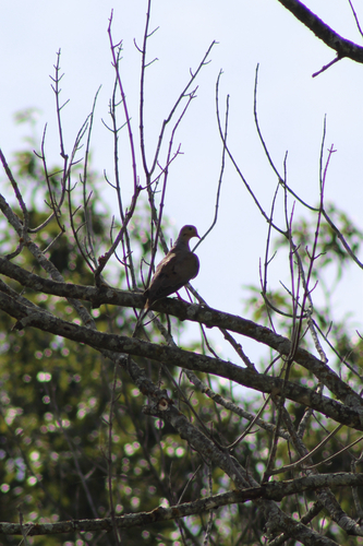 Mourning Dove