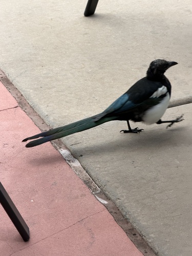 Black-billed Magpie