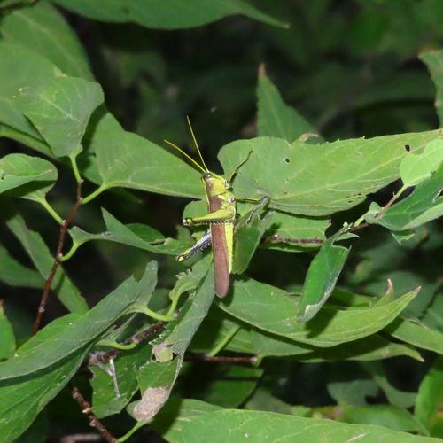 Obscure Bird Grasshopper