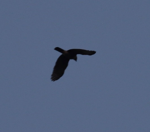 iNaturalist image