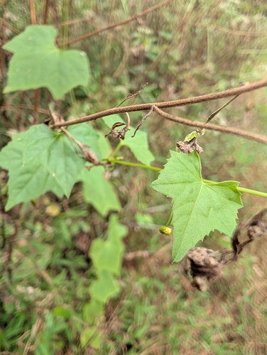 creeping cucumber