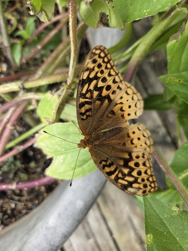 Great Spangled Fritillary