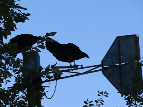 Turkey Vulture