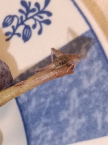 Hairy Scale-cricket