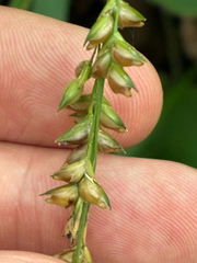 Diarrhena obovata, photograph (c) Daniel J. Layton, some rights reserved (CC BY)
