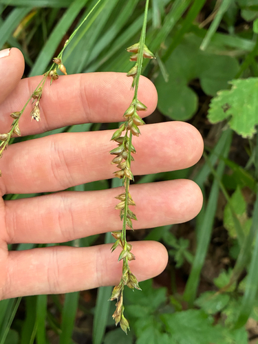 Diarrhena obovata