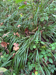 Diarrhena obovata, photograph (c) Daniel J. Layton, some rights reserved (CC BY)