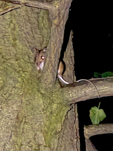 Yellow-necked Field Mouse
