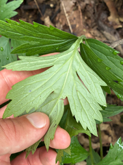 Hydrophyllum virginianum, photograph (c) Daniel J. Layton, some rights reserved (CC BY)