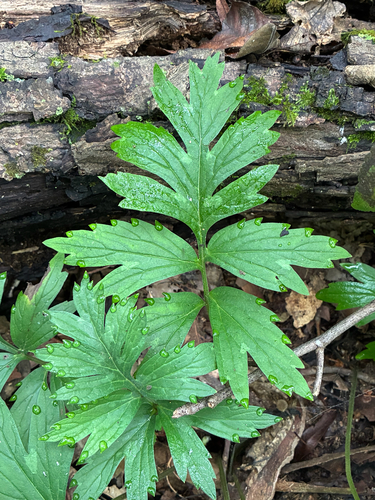 Hydrophyllum virginianum, photograph 5