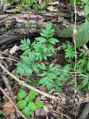 Hydrophyllum virginianum, photograph (c) Daniel J. Layton, some rights reserved (CC BY)