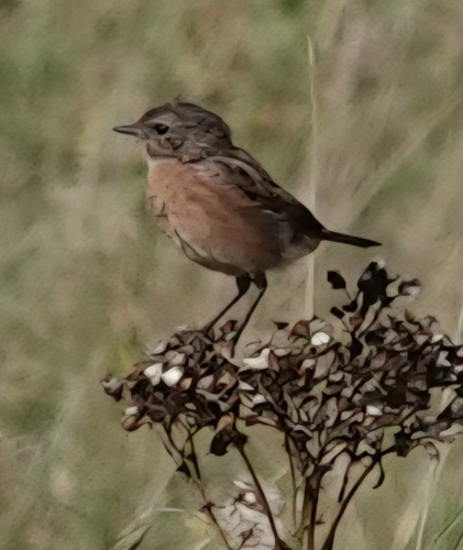 European Stonechat
