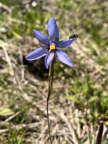 Calydorea charruana