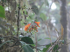 Bomarea multiflora