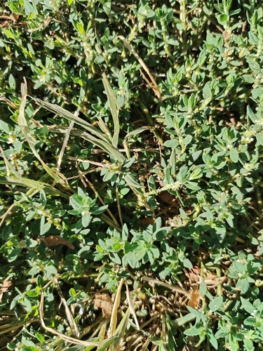 Polygonum arenastrum, photograph 3