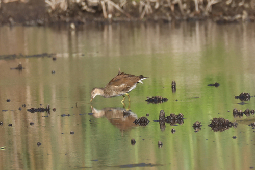 Eurasian Moorhen