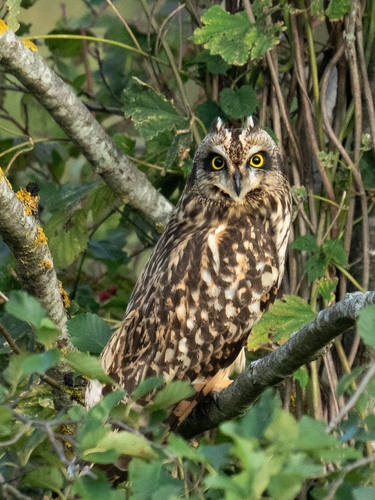 Short-eared Owl